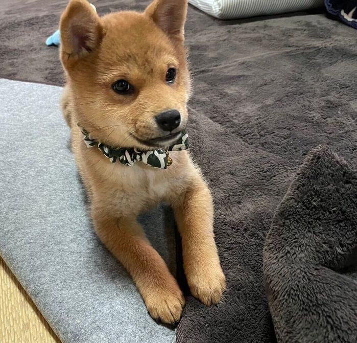 毛が生え変わり始めたむぎちゃん