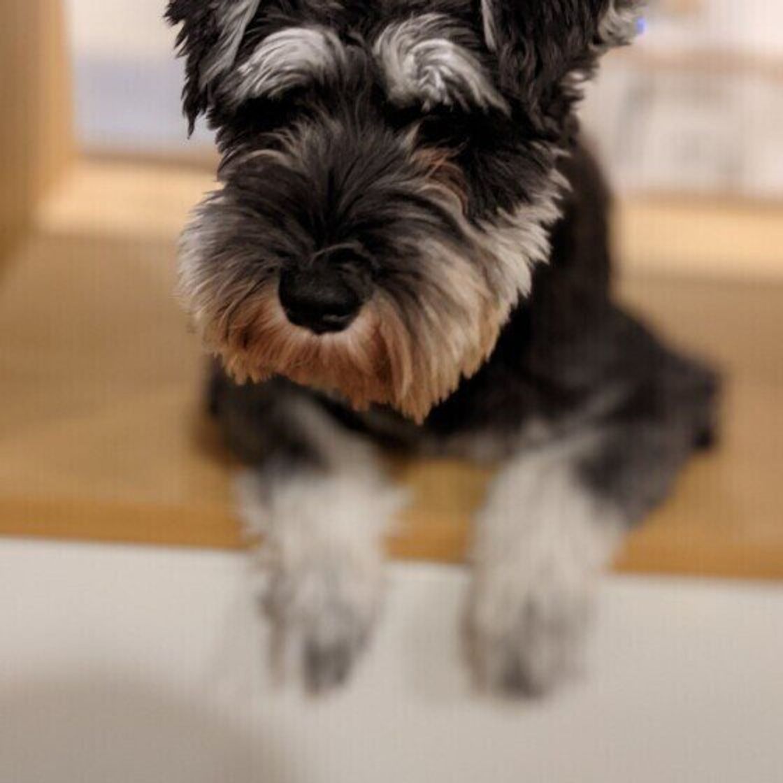 獣医師監修 犬に白菜を与えるときは注意が必要 与えるメリットとデメリットを解説 いぬのきもちweb Magazine 獣医師監修 犬に白菜を与えるときは注意が必要 与えるメリットとデメリットを解説 いぬのきもちweb Magazine