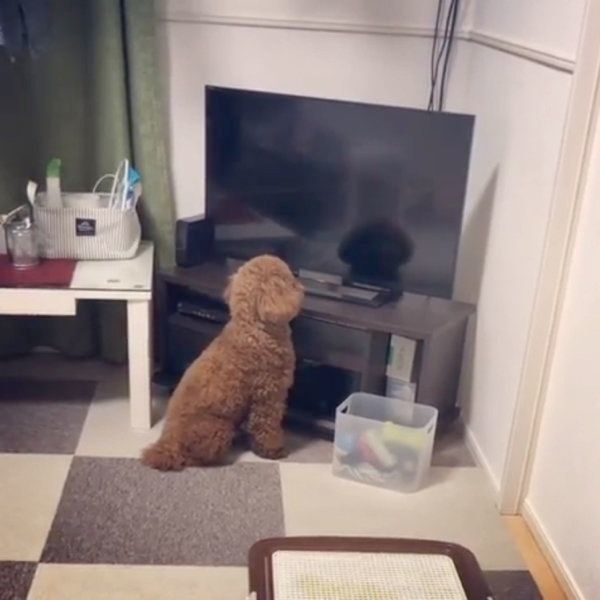 テレビの中の自分を見つめるトイ・プードル