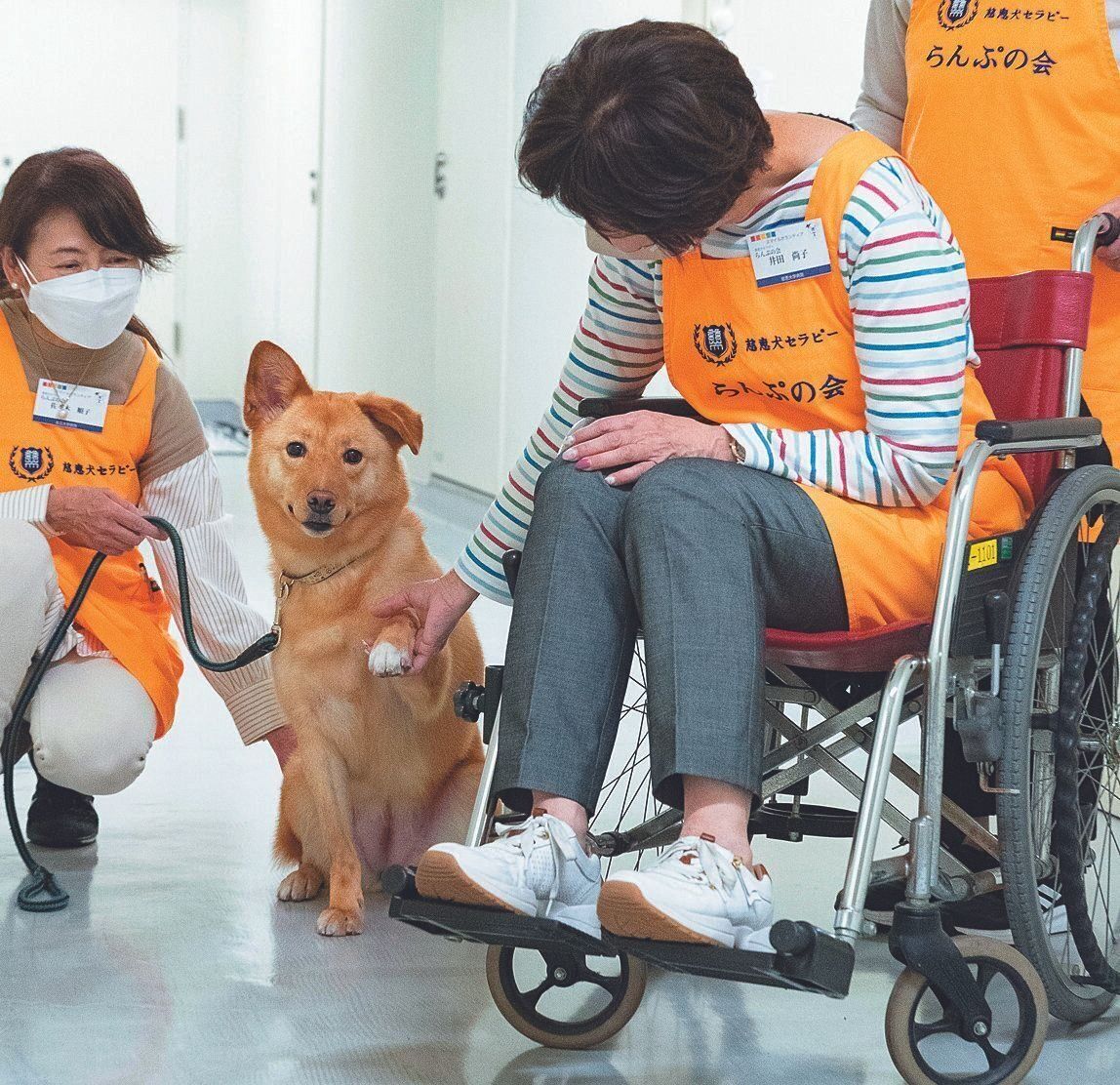 毎週木曜には、同大学の教授夫人による「らんぷの会」のメンバーが慈恵犬たちのトレーニングを担当。車いすを怖がらずに上手に横について歩く練習をしました