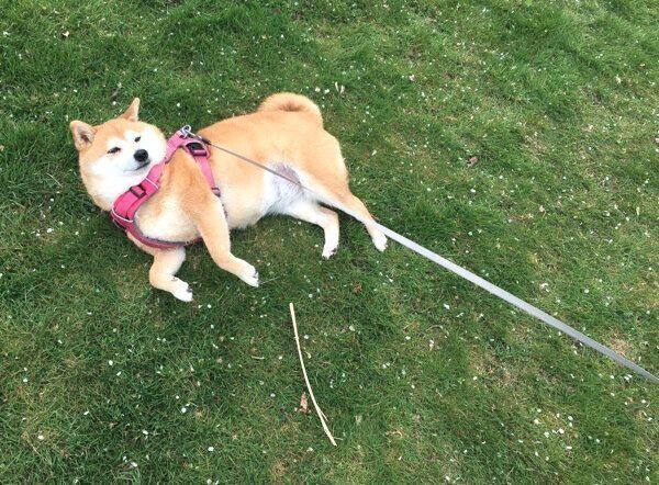 「イヤイヤ」発動中のミミさん