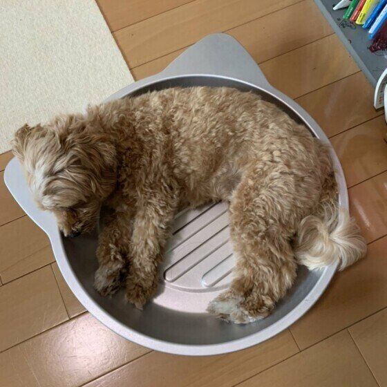 ねこ鍋に入っているふくちゃん