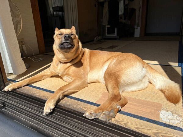 くつろぐむぎちゃん