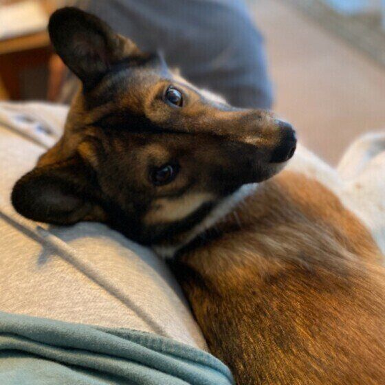 犬が痛みを感じているストレスサインとは？