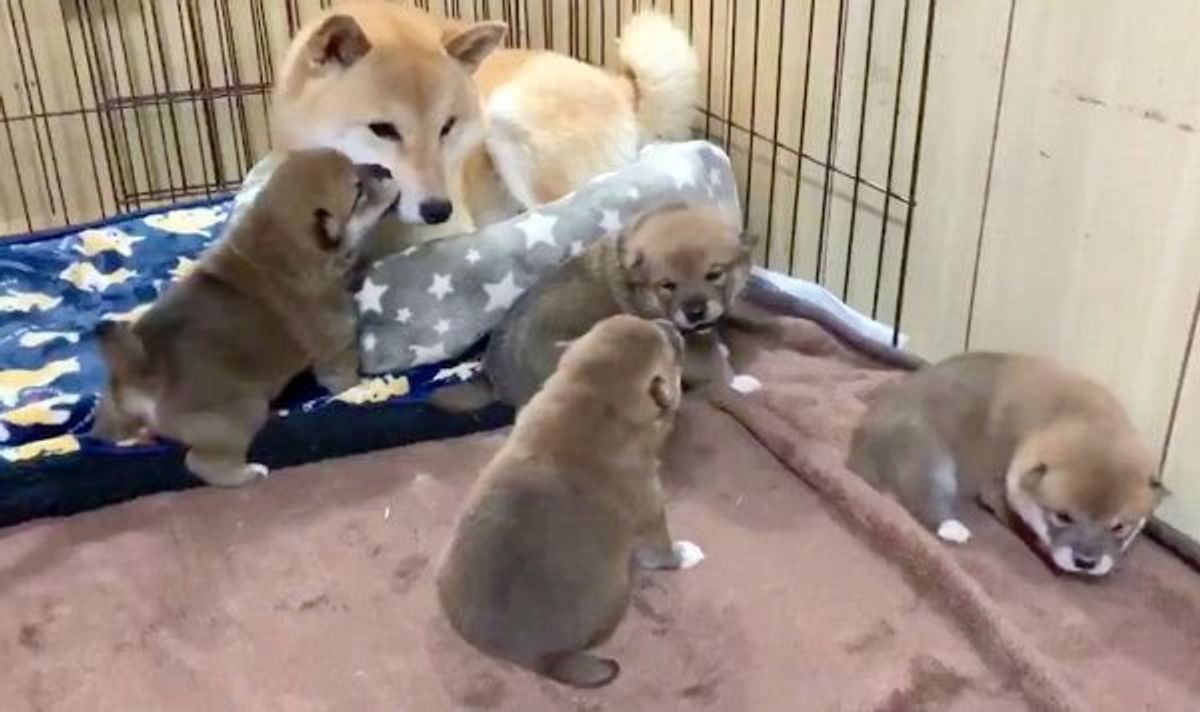 4匹の子犬が繰り広げる ミルク争奪戦 何度見ても笑えるシーンとは いぬのきもちweb Magazine 4匹の子犬が繰り広げる ミルク争奪戦 何度見ても笑えるシーンとは いぬのきもちweb Magazine