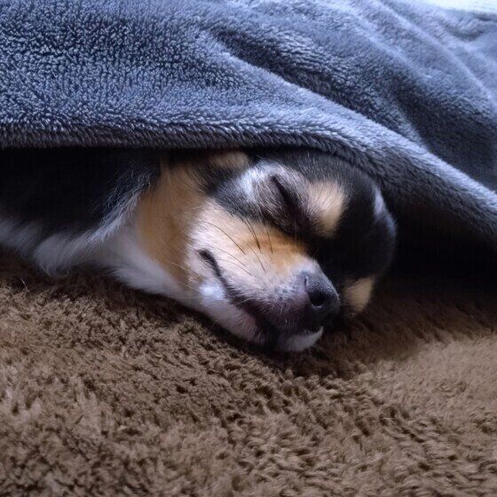 こたつで眠るチワワのまるちゃん