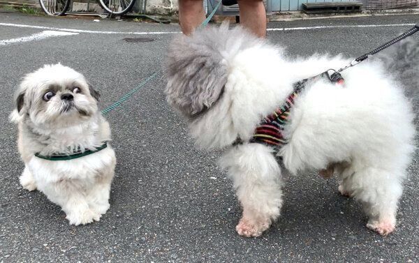 友達ワンコに会ってビックリするてんぽくん