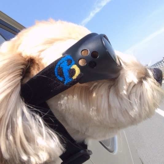 ドライブ大好き はちけんくん