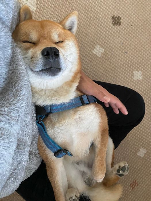 足拭き中に寝てしまう福ちゃん