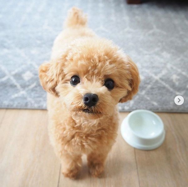 カメラ目線のティーカップ・プードル 