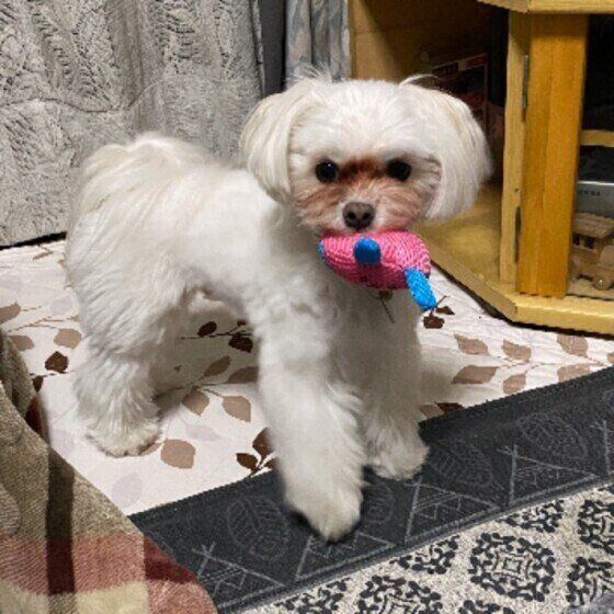 おもちゃを持つマルチーズの男の子