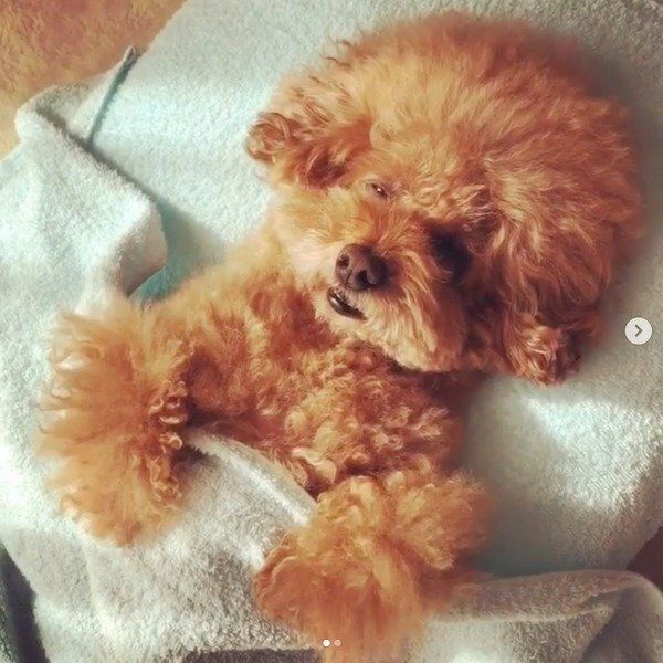 人間みたいなトイ・プードル