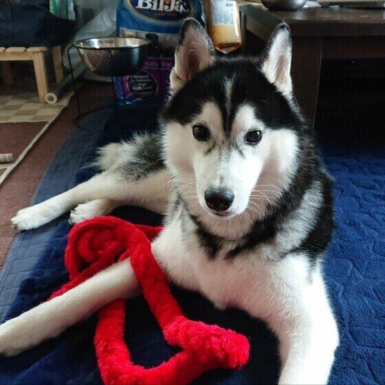 シベリアン・ハスキーのライちゃん