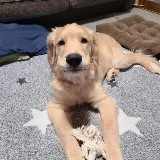 目が勝手に動く？ 犬の眼振の原因と対処法 いぬのきもち