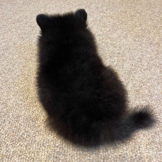 猫のような後ろ姿のオレオくん