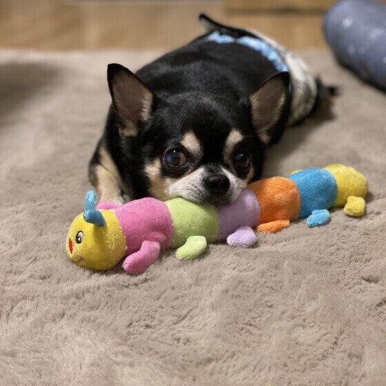 チワワのゼットくん♪