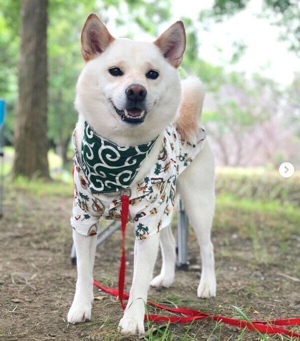 お散歩する19くん