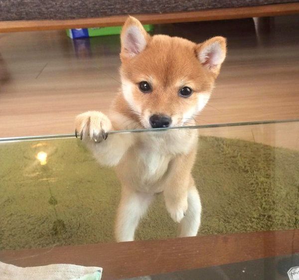 立ち上がるにこちゃん