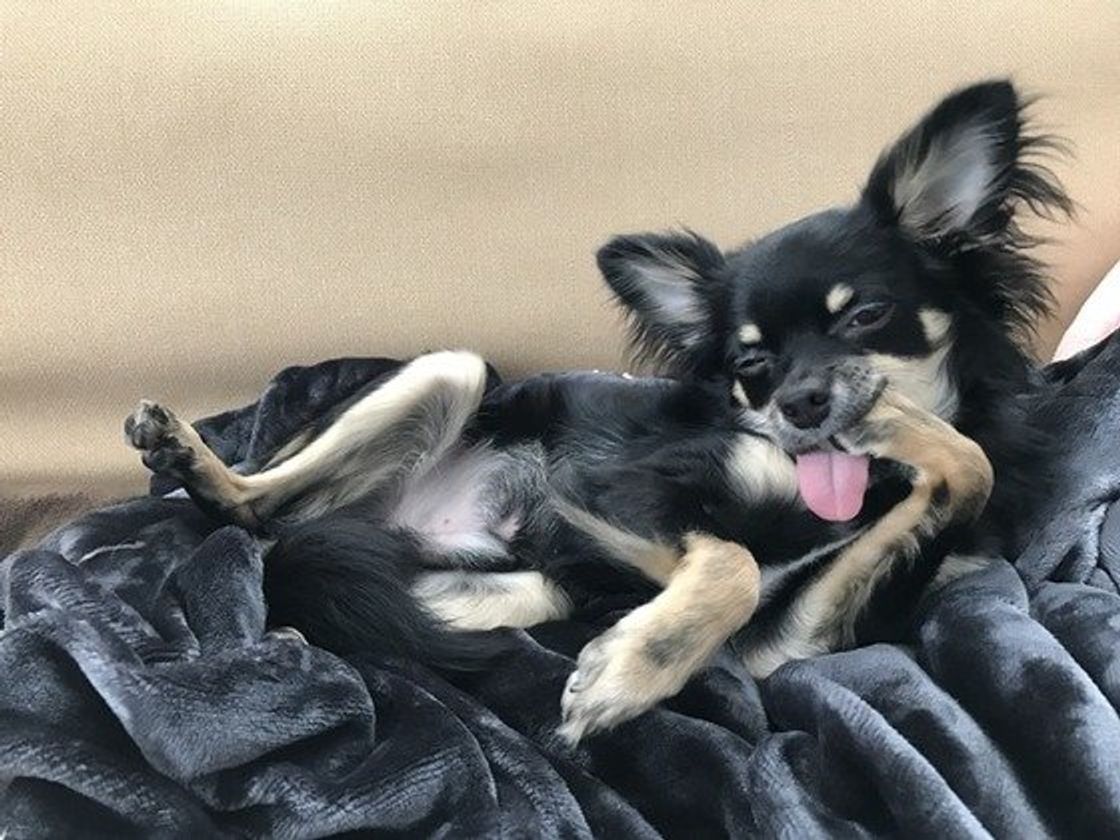 もしかしたら 第1反抗期 かも 犬の反抗期に見られる行動と対処法 いぬのきもちweb Magazine もしかしたら 第1反抗期 かも 犬の反抗期に見られる行動と対処法 いぬのきもちweb Magazine