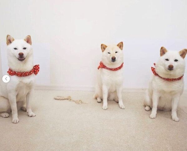 柴距離を発動するチロちゃん、チョコちゃん、ミルクちゃん