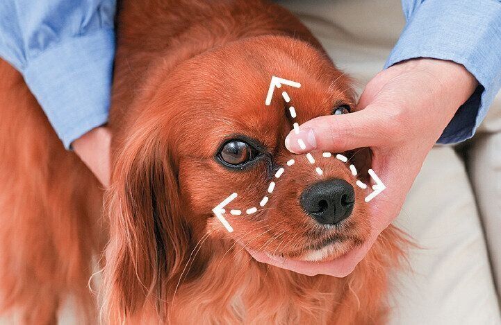 顔をなでられる犬