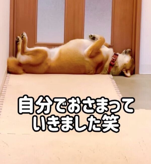 ドアにフィットする小春ちゃん