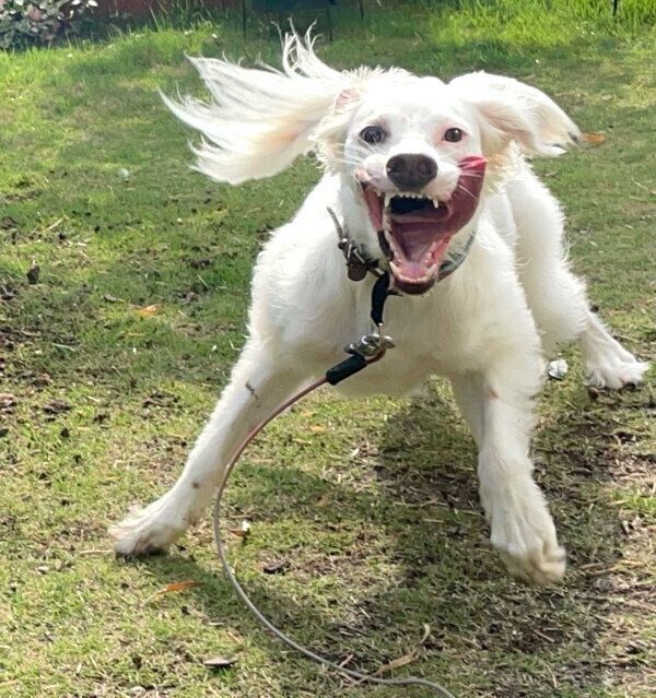 いい表情をする麦ちゃん