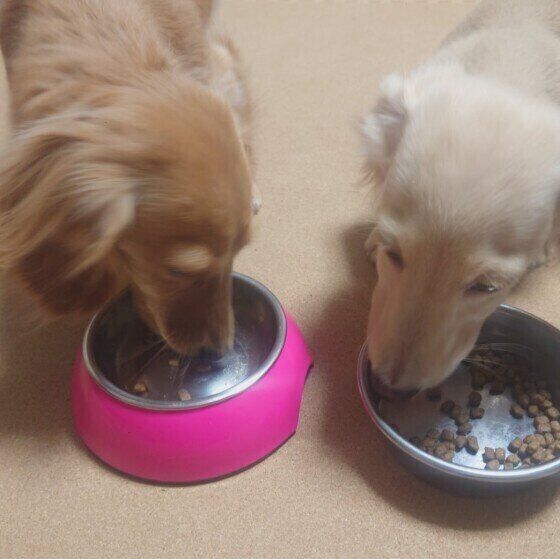 犬の食事は1日何回？ ライフステージや体調、体質に合わせた食事の回数とは いぬのきもち