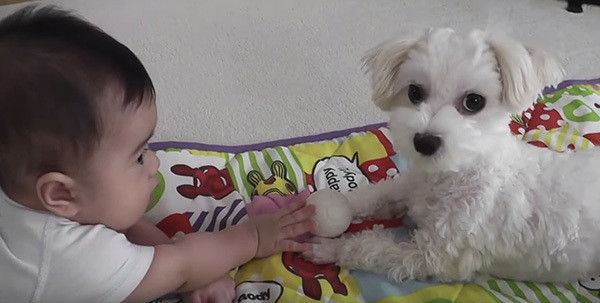 ボールがほしくて手を伸ばす赤ちゃん いつもは唸るワンコの反応は いぬのきもちweb Magazine