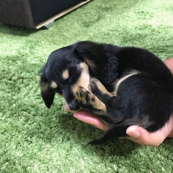 手のひらサイズのミニチュア・ダックスフンド