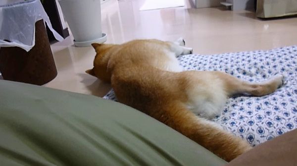 散歩の言葉に反応する柴犬