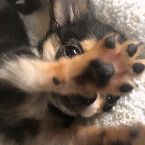 犬にも冬のケアは必要！寒さや乾燥対策をお忘れなく