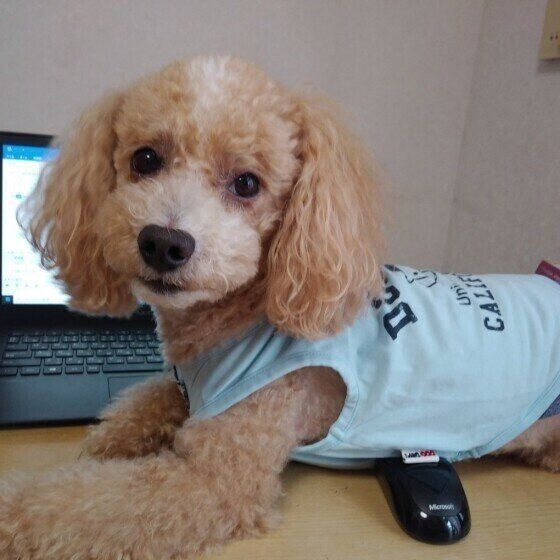 トイ・プードルのハービーくん