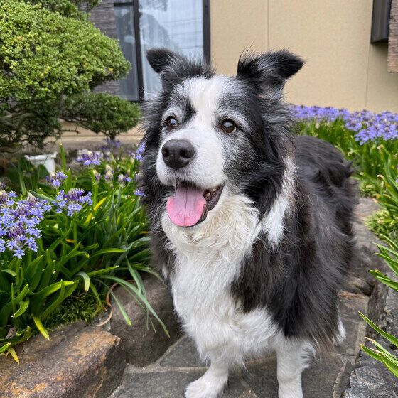 犬をがっかりさせる飼い主の行動とは？ しぐさから犬の気持ちを考える いぬのきもち