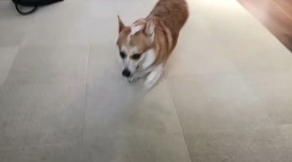 伸びをするコーギー