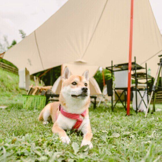 マダニから犬猫、そして人にうつる可能性のある重症熱性血小板減少症候群（SFTS）とは いぬのきもち