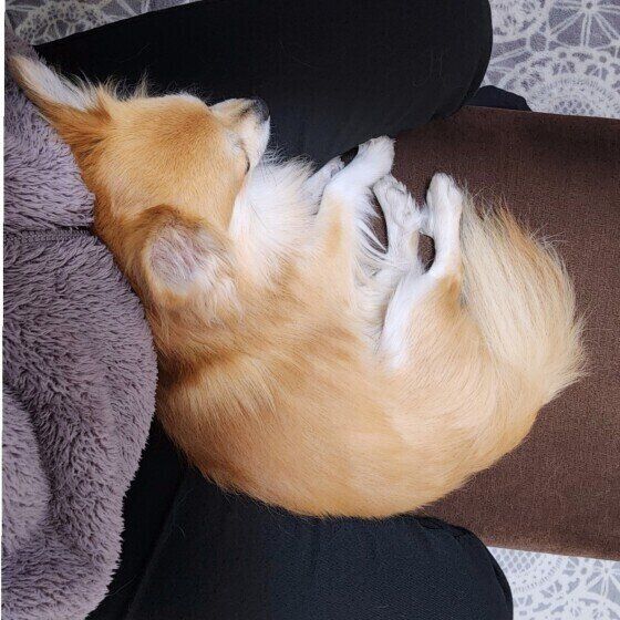 お尻をくっつけるチワワ