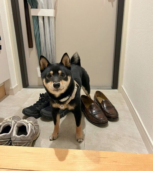 玄関で待つごまちゃん