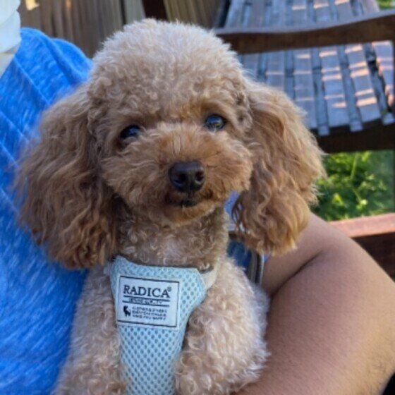 寂しい犬のストレスサインとは 愛犬のサインに気づこう いぬのきもちweb Magazine