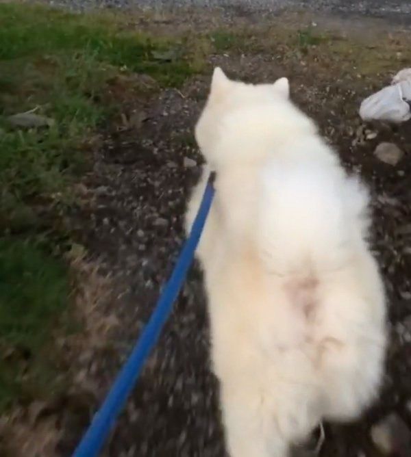 お散歩を拒否する秋田犬