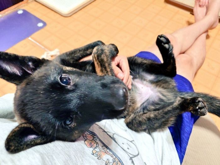 生後4カ月の甲斐犬
