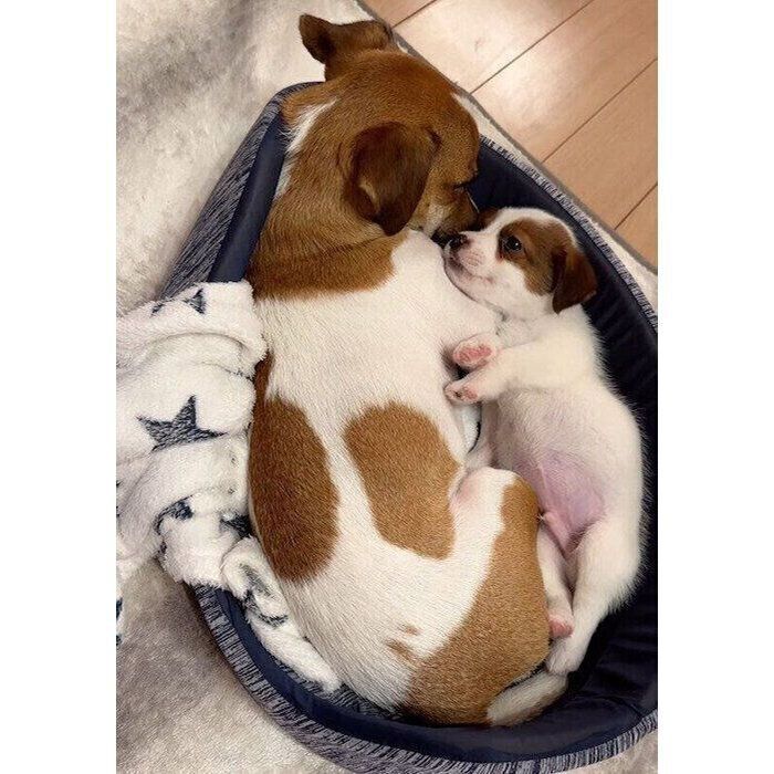 先住犬・だいずくん、新入り子犬・とろろくん