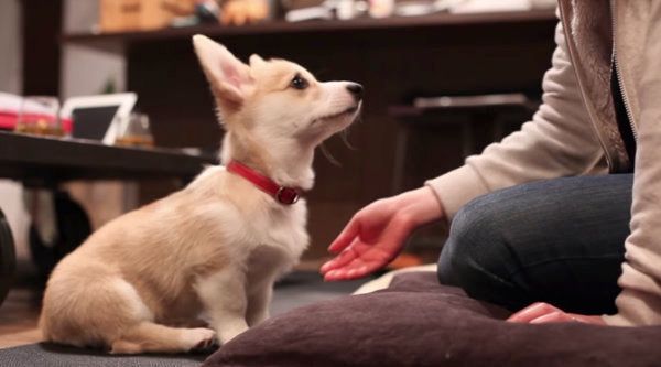 初めてお手ができたコーギー