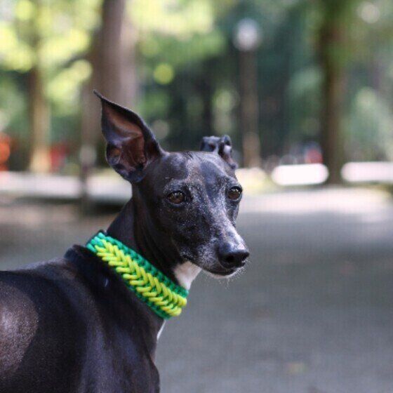 散歩するイタリアン・グレーハウンド