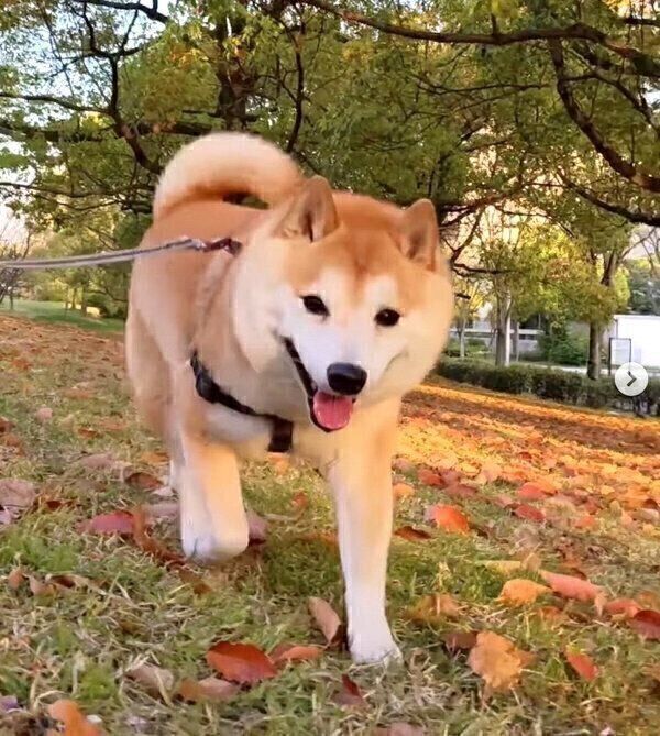 散歩する福来くん