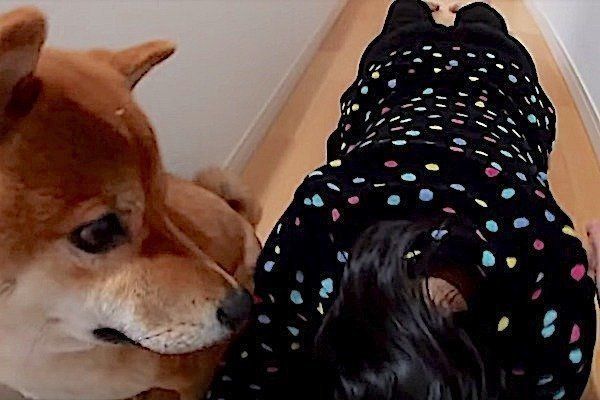 飼い主さんが倒れている場に遭遇する柴犬