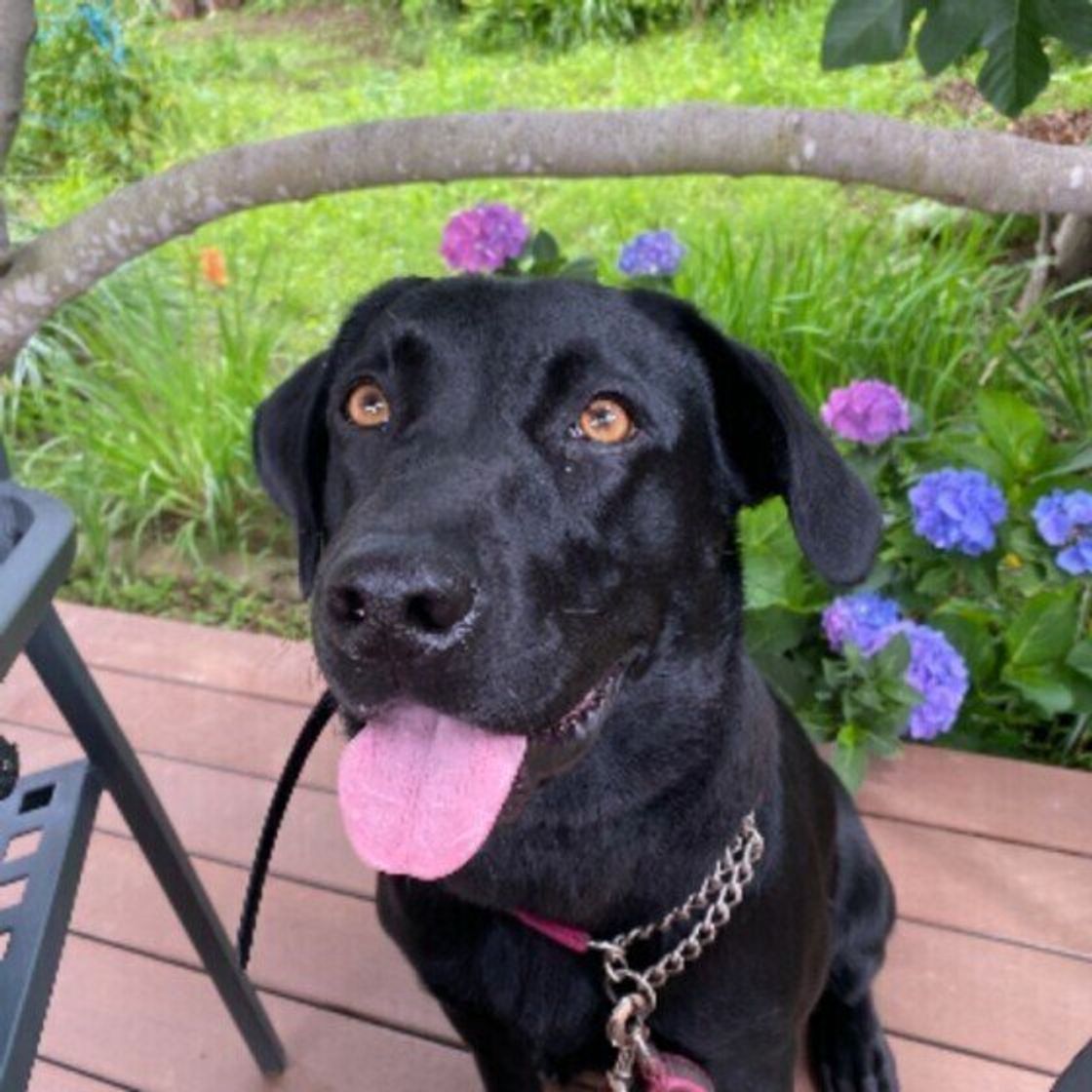 獣医師監修 犬にアボカドはng 食べてしまったときの症状と対処方法 いぬのきもちweb Magazine 獣医師監修 犬にアボカドはng 食べてしまったときの症状と対処方法 いぬのきもちweb Magazine