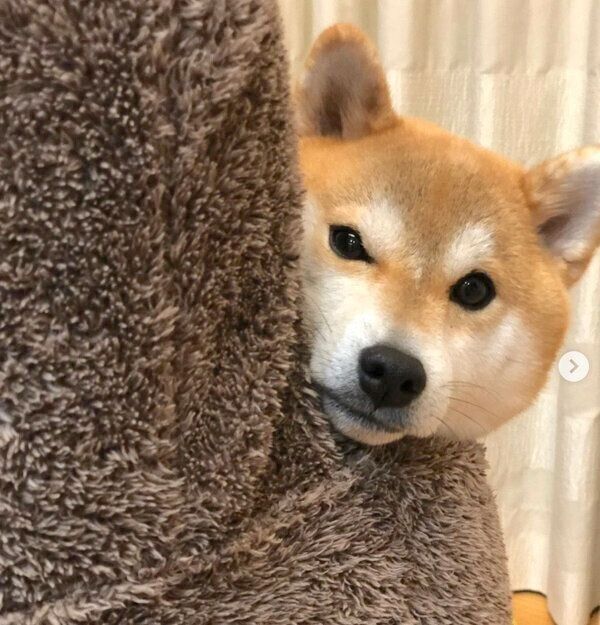 抱っこされるラテくん