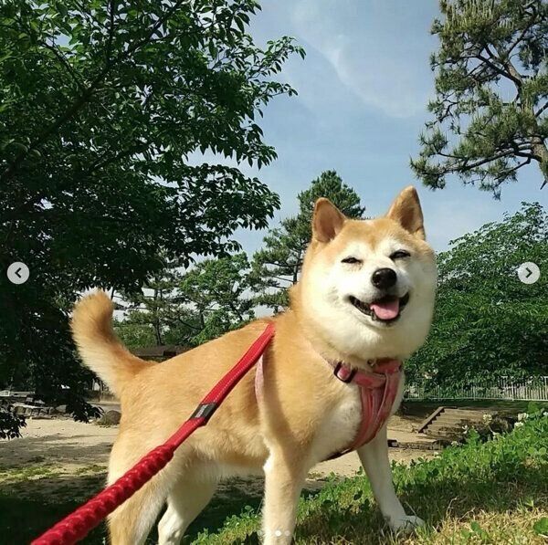 散歩を楽しむリンちゃん