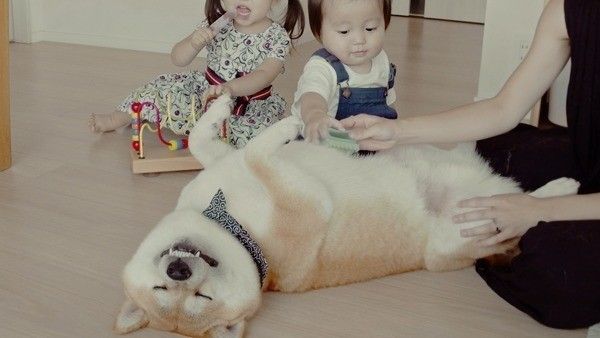 そう、そこそこ～　いぬのきもちCM